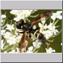 Conops flavipes - Dickkopffliege w07b.jpg